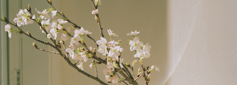 Reed Diffuser Oils & Sticks | MUJI Australia